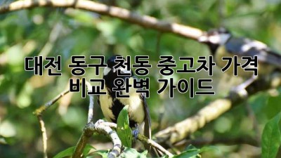 대전 동구 천동 중고차 가격 비교 완벽 가이드